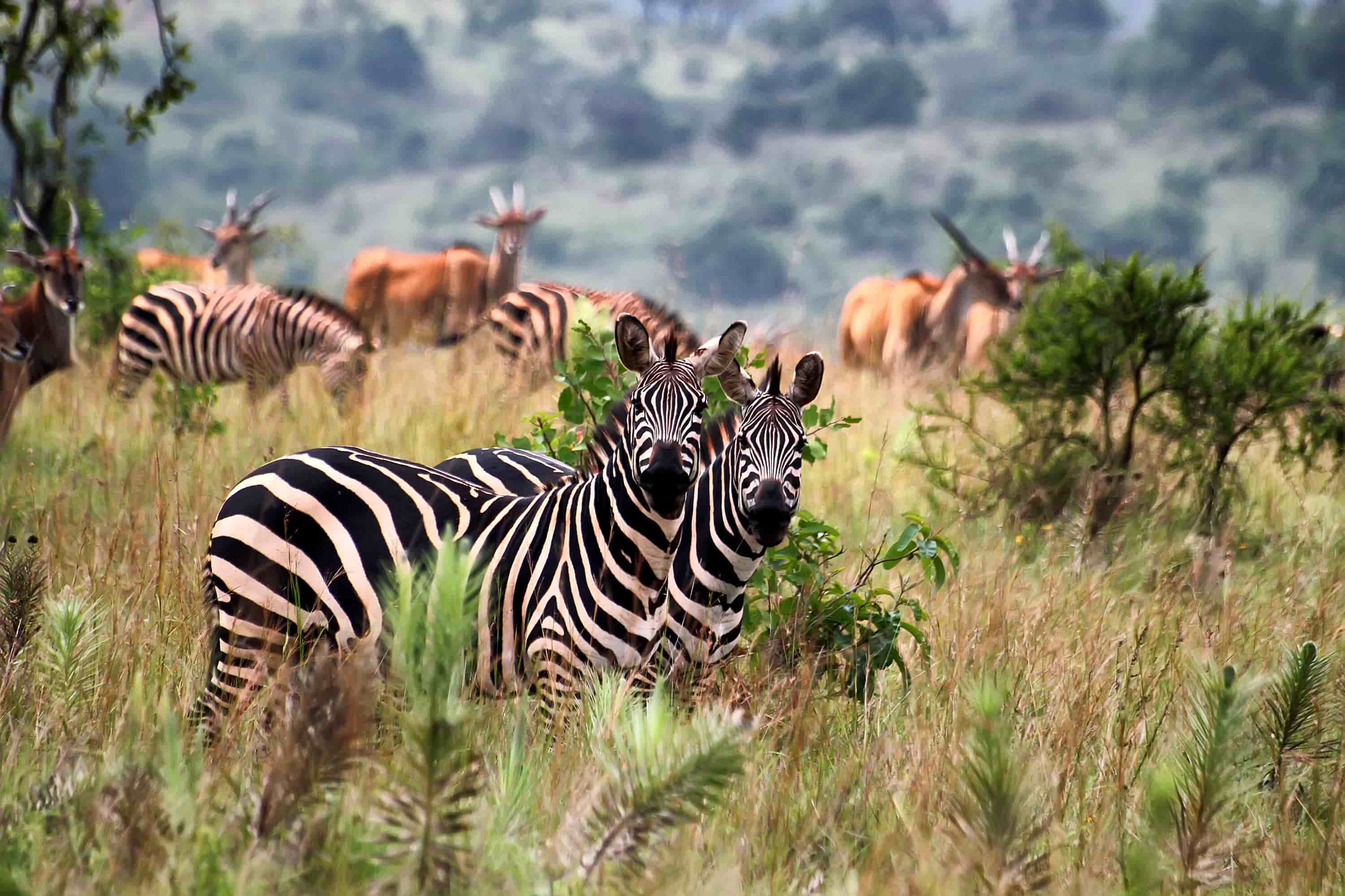 Uganda & Rwanda